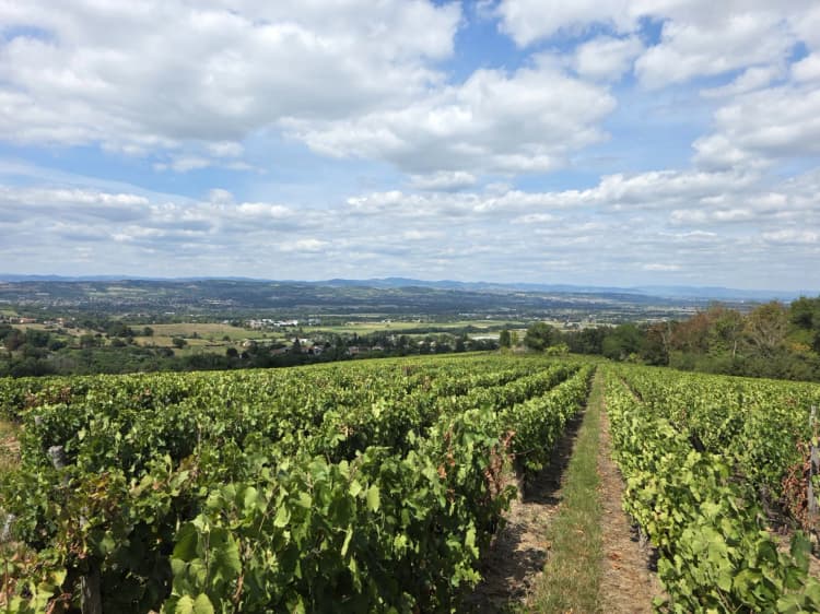 Beaujolais